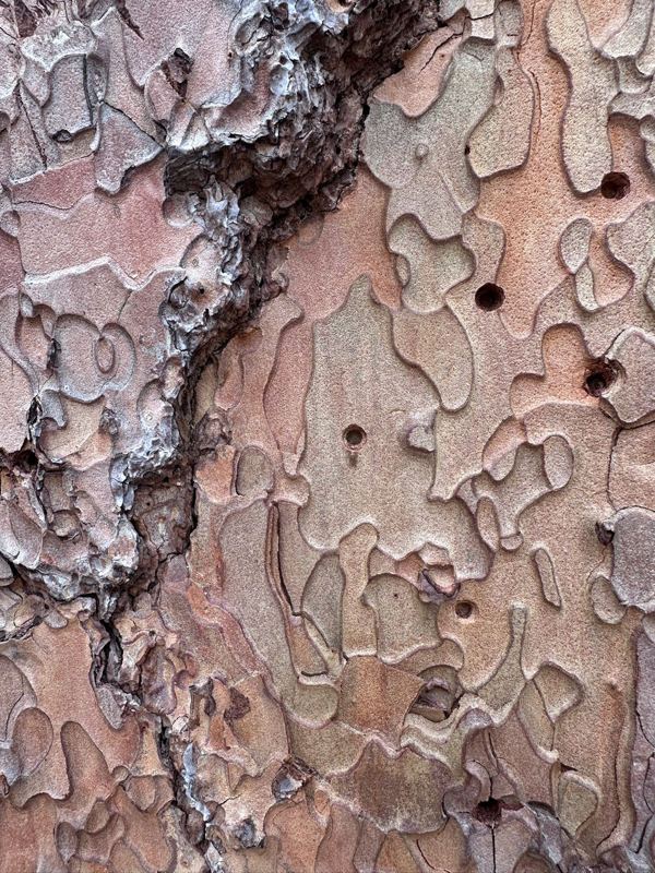 Close-up of pine bark in puzzle-piece plates