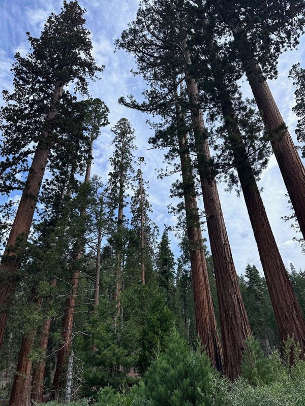 Giant sequoias reaching into a blue sky